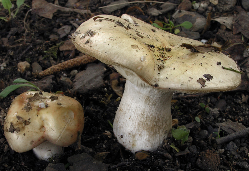 Russula exalbicans